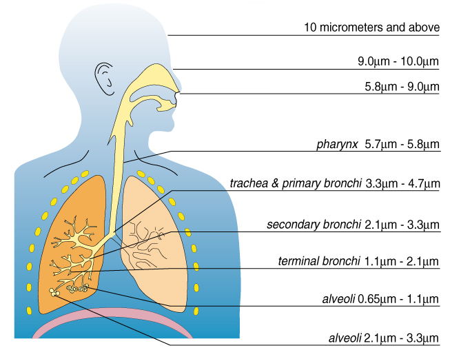 Illustrasjon av hvor langt ned i luftveiene ulike partikkelstørrelser kan komme